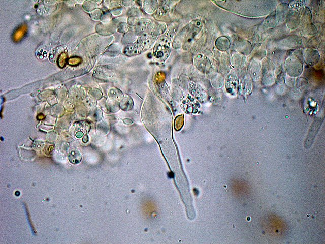 Galerina spec. Cod.: DSCN 9473